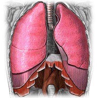 Lungs - The Respiratory System